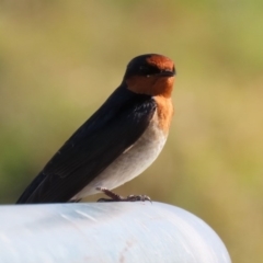 Hirundo neoxena at Fyshwick, ACT - 13 Aug 2020 01:43 PM