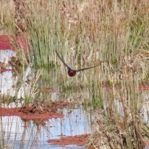 Hirundo neoxena at Fyshwick, ACT - 13 Aug 2020 01:43 PM