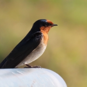 Hirundo neoxena at Fyshwick, ACT - 13 Aug 2020 01:43 PM