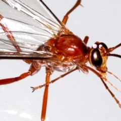 Netelia sp. (genus) (An Ichneumon wasp) at Ainslie, ACT - 14 Aug 2020 by jb2602