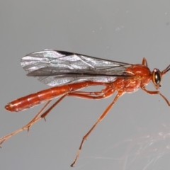 Netelia sp. (genus) at Ainslie, ACT - 14 Aug 2020