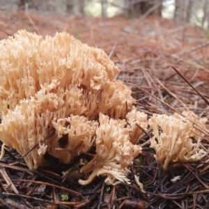 Ramaria sp. at Gundaroo, NSW - 7 Jul 2020 03:22 PM