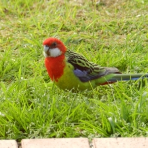 Platycercus eximius at South Wolumla, NSW - 1 Aug 2012 09:15 AM