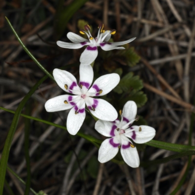 Wurmbea dioica subsp. dioica (Early Nancy) at Mount Ainslie - 14 Aug 2020 by jb2602