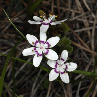 Wurmbea dioica subsp. dioica (Early Nancy) at Majura, ACT - 14 Aug 2020 by jb2602