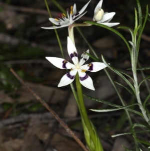 Wurmbea dioica subsp. dioica at Majura, ACT - 14 Aug 2020