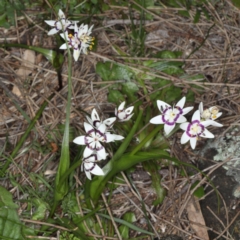 Wurmbea dioica subsp. dioica at Majura, ACT - 14 Aug 2020