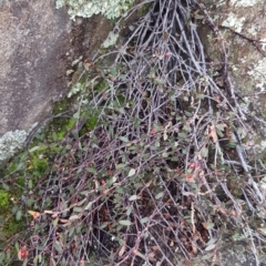 Muehlenbeckia tuggeranong (Tuggeranong Lignum) at Greenway, ACT by trevorpreston