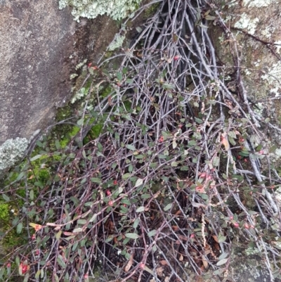 Muehlenbeckia tuggeranong (Tuggeranong Lignum) at Greenway, ACT by trevorpreston