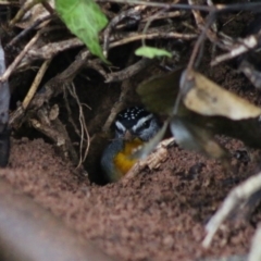 Pardalotus punctatus (Spotted Pardalote) at Hughes, ACT - 14 Aug 2020 by LisaH