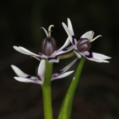 Wurmbea dioica subsp. dioica (Early Nancy) at Majura, ACT - 14 Aug 2020 by jb2602