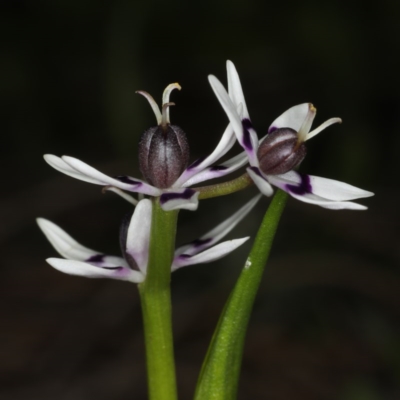 Wurmbea dioica subsp. dioica (Early Nancy) at Majura, ACT - 14 Aug 2020 by jbromilow50