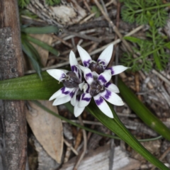 Wurmbea dioica subsp. dioica at Majura, ACT - 14 Aug 2020 03:32 PM
