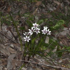 Wurmbea dioica subsp. dioica at Majura, ACT - 14 Aug 2020 03:32 PM