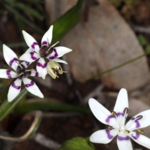 Wurmbea dioica subsp. dioica at Hackett, ACT - 14 Aug 2020