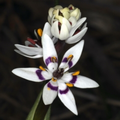 Wurmbea dioica subsp. dioica at Hackett, ACT - 14 Aug 2020