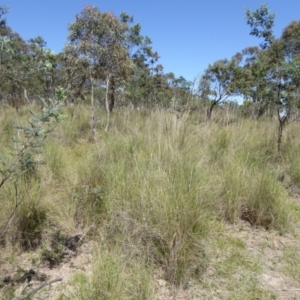 Rytidosperma pallidum at Bywong, NSW - 29 Oct 2015