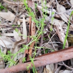 Galium sp. at West Albury, NSW - 15 Aug 2020 by erika