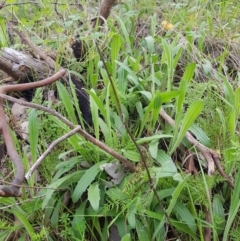 Plantago varia (Native Plaintain) at Albury - 15 Aug 2020 by erika