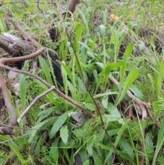 Plantago varia (Native Plaintain) at Albury - 14 Aug 2020 by erika