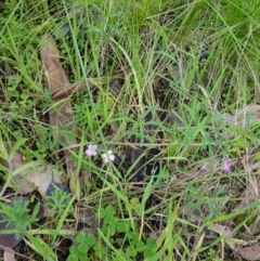 Geranium sp. (Geranium) at Albury, NSW - 14 Aug 2020 by erika