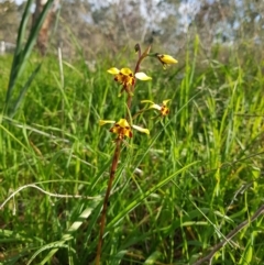 Diuris pardina (Leopard Doubletail) at Albury, NSW - 14 Aug 2020 by erika