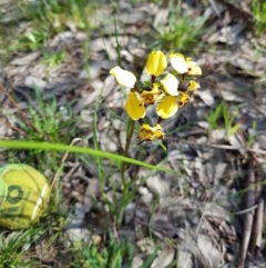 Diuris pardina (Leopard Doubletail) at Albury - 15 Aug 2020 by erika