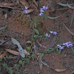 Hovea heterophylla (Common Hovea) at O'Connor, ACT - 14 Aug 2020 by ConBoekel