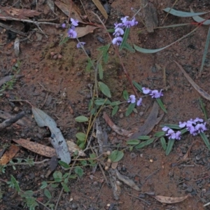 Hovea heterophylla at O'Connor, ACT - 14 Aug 2020 10:24 AM