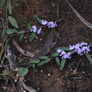 Hovea heterophylla at O'Connor, ACT - 14 Aug 2020 10:24 AM