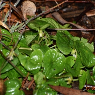 Viola odorata (Sweet Violet, Common Violet) at Weston, ACT - 14 Aug 2020 by AliceH