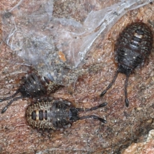 Pentatomidae (family) at Majura, ACT - 14 Aug 2020