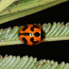 Coccinella transversalis (Transverse Ladybird) at Ainslie, ACT - 14 Aug 2020 by jbromilow50