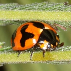 Coccinella transversalis at Ainslie, ACT - 14 Aug 2020