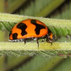 Coccinella transversalis at Ainslie, ACT - 14 Aug 2020