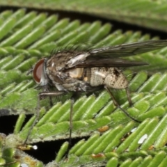 Helina sp. (genus) (Muscid fly) at Ainslie, ACT - 14 Aug 2020 by jbromilow50