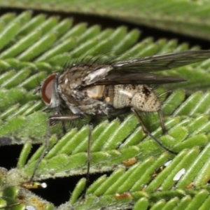 Helina sp. (genus) at Ainslie, ACT - 14 Aug 2020