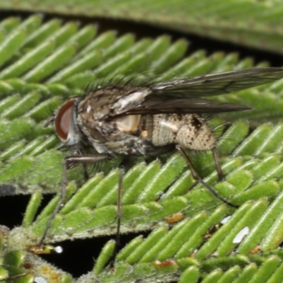 Helina sp. (genus) (Muscid fly) at Ainslie, ACT - 14 Aug 2020 by jbromilow50