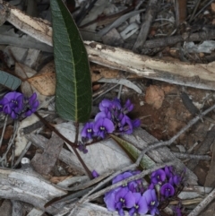 Hardenbergia violacea (False Sarsaparilla) at Majura, ACT - 14 Aug 2020 by jb2602