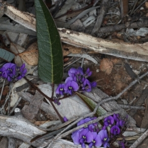 Hardenbergia violacea at Majura, ACT - 14 Aug 2020