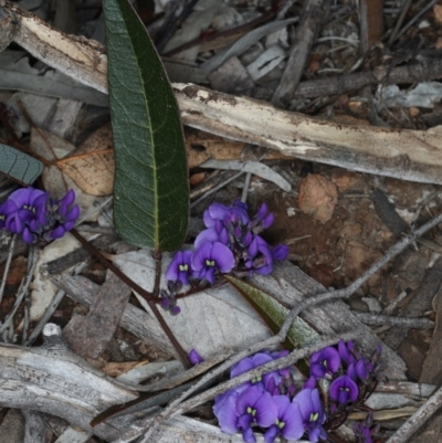 Hardenbergia violacea (False Sarsaparilla) at Majura, ACT - 14 Aug 2020 by jbromilow50