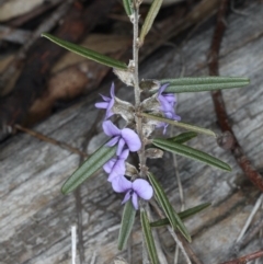 Hovea heterophylla (Common Hovea) at Mount Ainslie - 14 Aug 2020 by jb2602