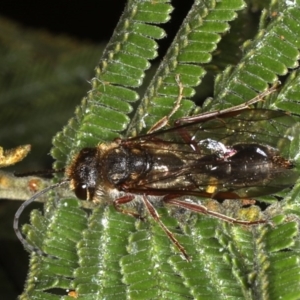 Thynninae (subfamily) at Ainslie, ACT - 14 Aug 2020