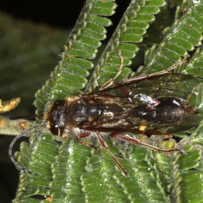 Thynninae (subfamily) (Smooth flower wasp) at Ainslie, ACT - 14 Aug 2020 by jb2602