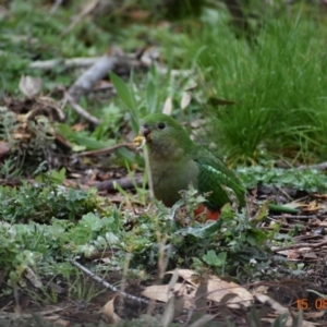 Alisterus scapularis at Weston, ACT - 15 Aug 2020