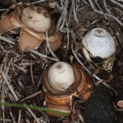 Geastrum sp. (Geastrum sp.) at Majura, ACT - 14 Aug 2020 by jb2602