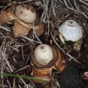 Geastrum sp. at Majura, ACT - 14 Aug 2020