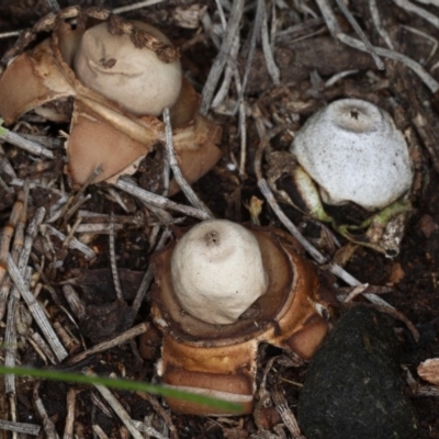 Geastrum sp. (genus) (An earthstar) at Majura, ACT - 14 Aug 2020 by jb2602