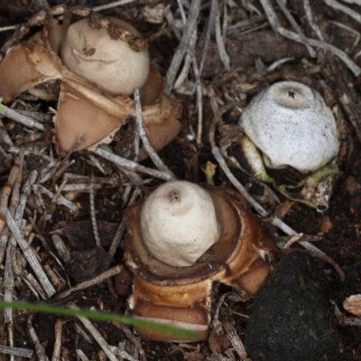 Geastrum sp. (Geastrum sp.) at Majura, ACT - 14 Aug 2020 by jb2602