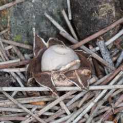 Geastrum sp. at Majura, ACT - 14 Aug 2020